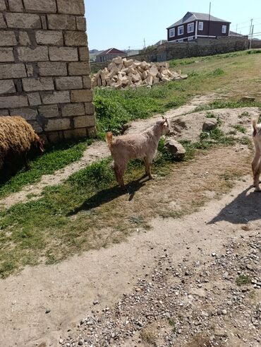 ereb keçisi: Erkək, Alpine, Zanen, il: 1, 3 kq, Südlük, Damazlıq, Ünvandan götürmə