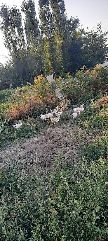 корм для собак бишкек цена: Продаю | Куры, Петух — 7