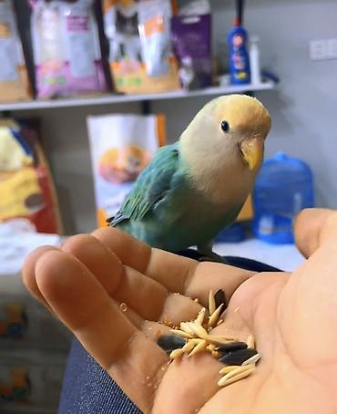 Növ: Agapornis (sevgi quşu) – əl öyrədilmiş Rəng: açıq sarı baş