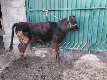 Коровы, быки: Продаю | Бык (самец) | Полукровка | На откорм | Привязанные — 5