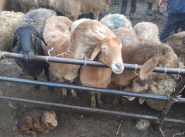 продаю козы: Продаю | Овца (самка), Ягненок | Арашан | Для разведения | Матка
