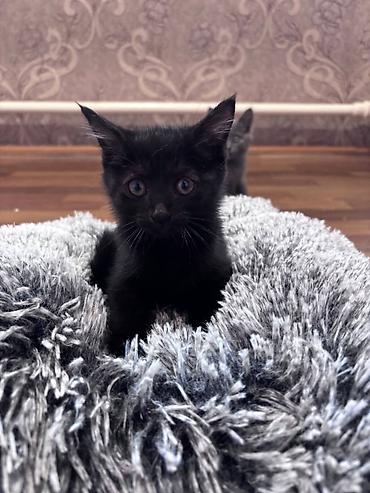 баранина живой: 🐾 **Отдам котят в добрые и заботливые руки!** 🐾 У нас **6 котят** — — 4