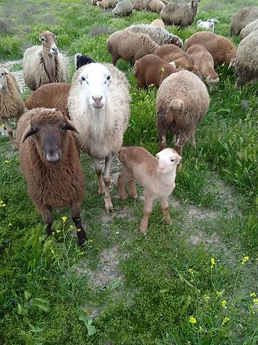 Qoyunlar, qoçlar: Dişi, il: 1, Damazlıq, Ünvandan götürmə — 15