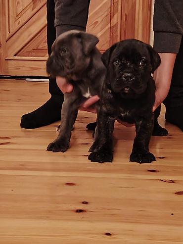 İtlər: Kane-Korso, 1 ay, Sənədli, Ünvandan götürmə, Pulsuz çatdırılma, Rayonlara çatdırılma — 11