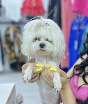 İtlər: 1 ay, Erkek, Peyvəndli — 18