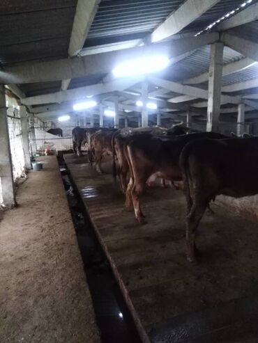 Продажа сельхоз предприятий: Продаю Кошара, 800 соток, Действующий, С оборудованием — 12