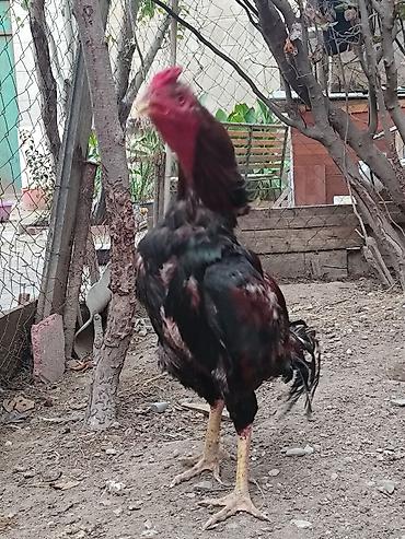 hələb keçisi satılır: Xoruz, Heyratı, il: 1 — 5