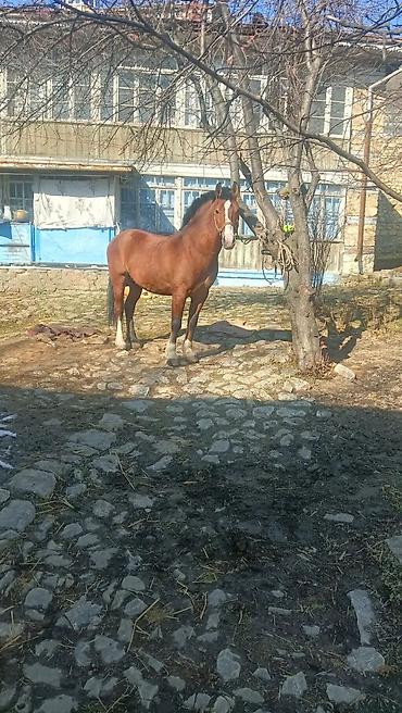 at cilovu: At satılır qarabag atı iri ezeleli Cox mehriban tam sağlam 7yas — 6