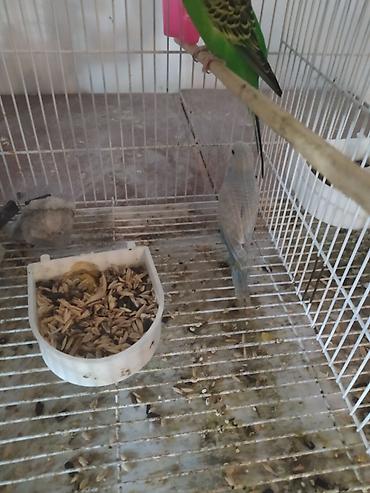 qus nomreleri: 2 gözlü qəfəs 2 cüt papuqay. 1 cütün altında 6 eded yumurta. bir — 6