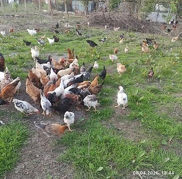 Toyuqlar: Toyuq, Ətlik -da lalafo.az — 3 Toyuqlar: Toyuq, Ətlik — 3