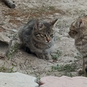 продаю связи с переездом: Два котёнка, возраста от 2-3 и 3-4, бездомные, с ввиду здоровье. Пишу