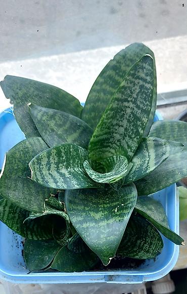 kala: Daxili sukulentlər kolleksiyası – 4 müxtəlif növ - Sansevieria — 1