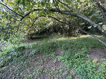 Kirayə torpaq sahələri: Kənd təsərrüfatı -da lalafo.az — 4 Kirayə torpaq sahələri: Kənd təsərrüfatı — 4