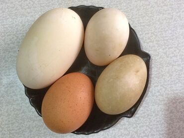 купить индюшат в бишкеке: Куплю яйца на инкубацию