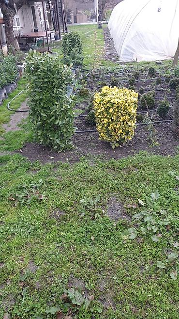 pelarqoniya bitkisi: Həmişəyaşıl dekorativ kollar – landşaft və hedc üçün - Bitki — 1