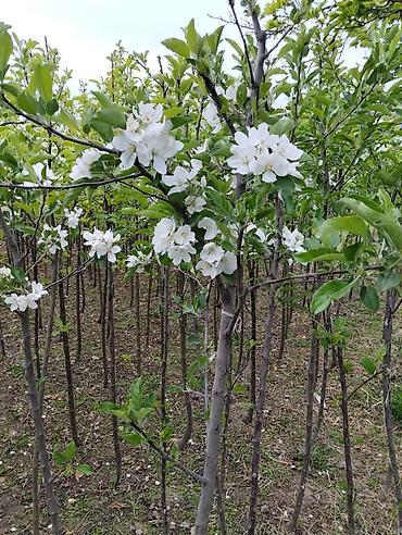 Яблоня: Саженцы яблони .Сорт Голоден Делишес.Возраст 4 года.Отличное — 8