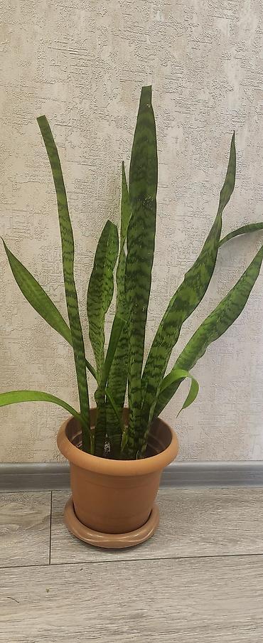 dibcək gul: Sansevieria (Qayın dili) – otaq bitkisi - Növ: Sansevieria — 2