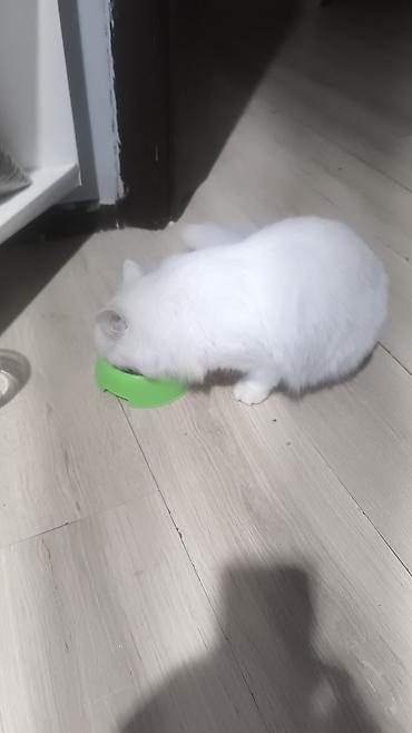 Продажа кошек: Белоснежная пушистая кошка с длинной шелковистой шерстью и густым — 8