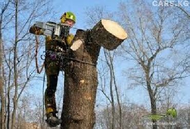 искусственные деревья бишкек in Кыргызстан | ШУБЫ: Пилю Деревья и Дрова