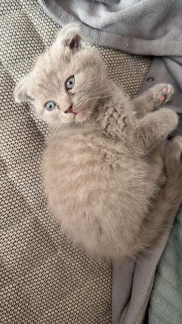 scottish fold qiyməti: Şotland yastı qulaq, Dişi, Erkək — 1