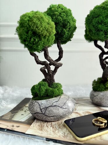 Декоративные цветы: В переводе с японского Бонсай означает «дерево, выращенное в блюде» at lalafo.kg — 65 Декоративные цветы: В переводе с японского Бонсай означает «дерево, выращенное в блюде» — 65