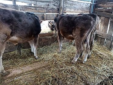 Коровы, быки: Продаю | Бык (самец) | На откорм | Привязанные — 1