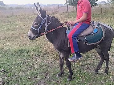 А/ч жаныбарларын сатам: Эшек 1 жаш бой 115см эркек Жайыл районунда 
 опка турат — 1