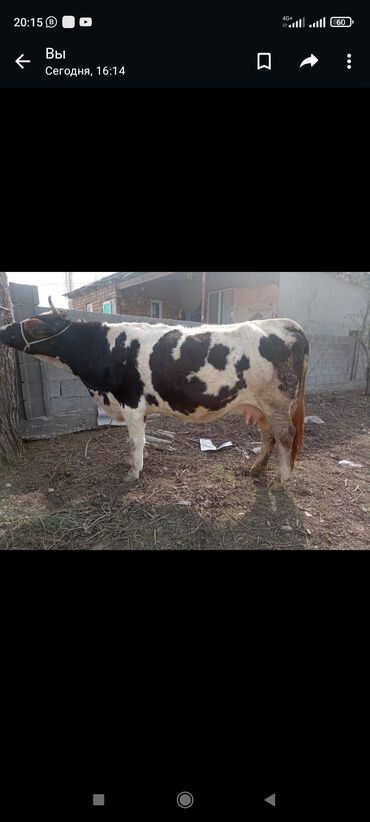 лебединовка быки: Продаю | Корова (самка) | Полукровка | Для молока | Стельные