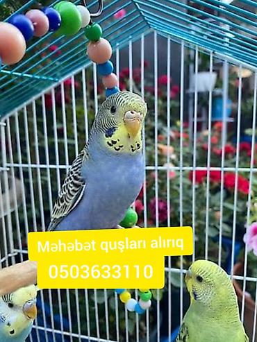balaken heyvan satisi: Sağlam Məhəbət quşları alıram. Maqazin Qiymətə satanlar narahat — 1