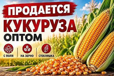 кролик в клубнике: Кукуруза Оптом — 1