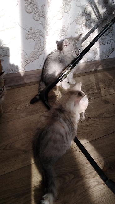 ххх кошко мальчик: 2 месяца, Мальчик, Метис — 4
