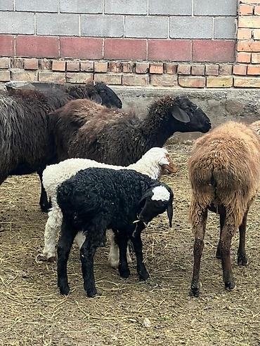Баран, овца: Продаю | Овца (самка) | Для разведения | Матка — 4