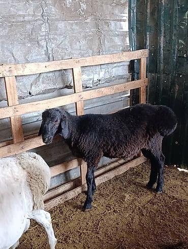 соль для коров: Продаю | Баран (самец) — 3