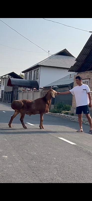 Продаю | Баран (самец) | Для разведения | Племенные at lalafo.kg Продаю | Баран (самец) | Для разведения | Племенные