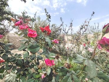 Həyət evləri və villaların satışı: 2 otaqlı, 80 kv. m, Yeni təmirli — 27