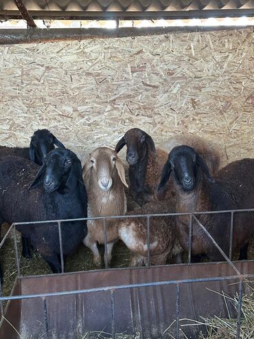 Бараны, овцы: Продаю | Овца (самка), Ягненок, Баран (самец) at lalafo.kg — 1 Бараны, овцы: Продаю | Овца (самка), Ягненок, Баран (самец) — 1