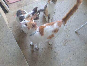 Pişiklər: Yaxşı əllərə — 2