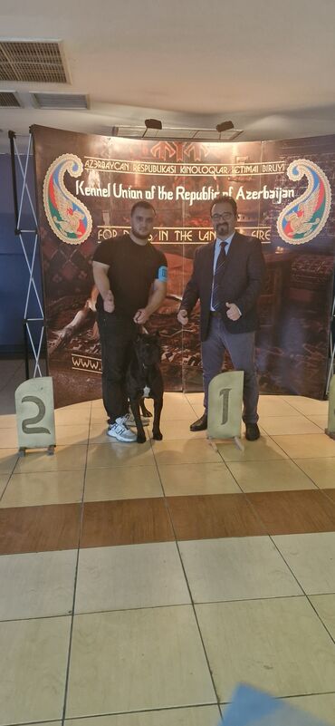 İtlər: Kane-Korso, Erkek, Sənədli, Ünvandan götürmə — 8