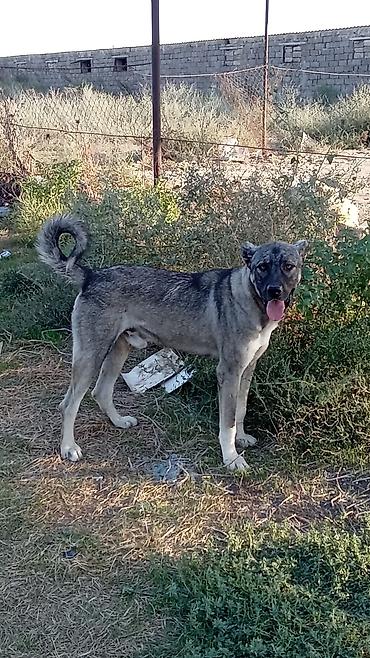 Qurdbasar, 11 ay, Erkək, Peyvəndli, Ödənişli çatdırılma