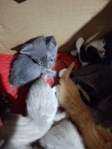 Отдам даром кошку: Кошка даром: Беспородная, 1 месяц, Девочка