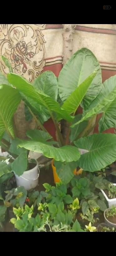 epimedium bitkisi satisi: Böyük yarpaqlı dekorativ otaq/bağ bitkisi – Alokaziya (Elephant Ear) — 3