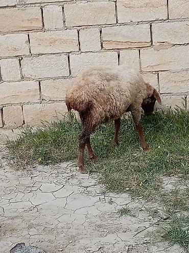 Qoyunlar, qoçlar: 2 dənə qoyun biri 160 manat — 5