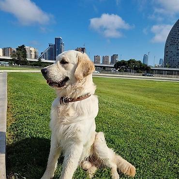 tap.az it satisi: Labrador-retriver, 5 il, Erkək — 4