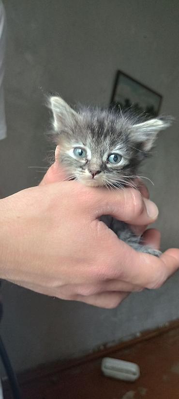 ленинская: 🐾 Ищут любящие семьи очаровательные котики! 🐾Малышам всего 1 месяц — 1