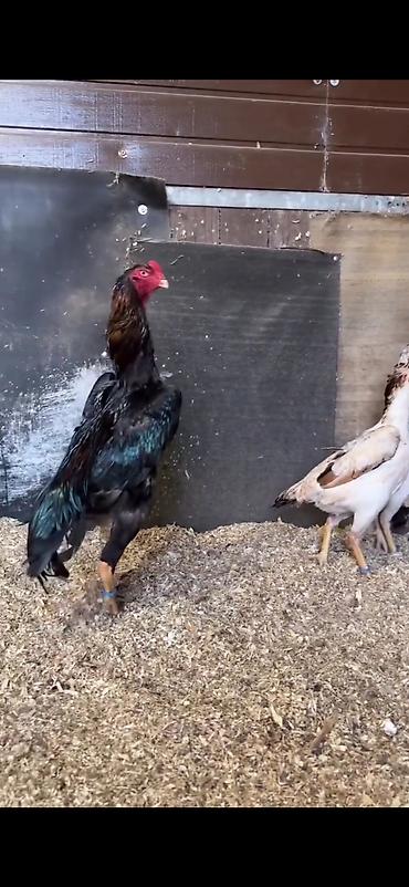 Toyuqlar: Toyuq, Damazlıq — 5