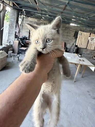 Продажа кошек: Сиамская, 1 месяц, Мальчик, Приучена к лотку — 2