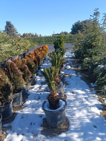 Torf: Aqaclarin satsi torf gubresde satışda var Baqlarin salınması -da lalafo.az — 5 Torf: Aqaclarin satsi torf gubresde satışda var Baqlarin salınması — 5