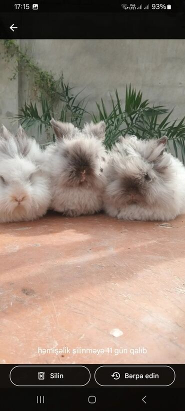 Dovşanlar: Angora tipli tüklü dovşanlar bala 8 manat - Növ: Uzun tüklü (Angora — 15