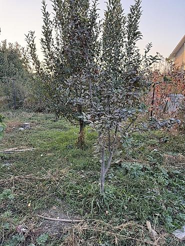 участок карагачевая роща: Продаётся жилой дом с участком в частном секторе. - Отдельно стоящий — 10