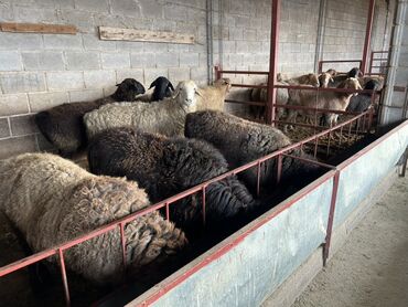 Бараны, овцы: Продаю | Овца (самка) | На забой | Матка, Ярка — 13